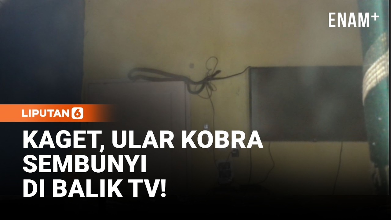 Disangka Karet Ban, Ular Kobra 2 Meter Sembunyi di Balik TV | Liputan6