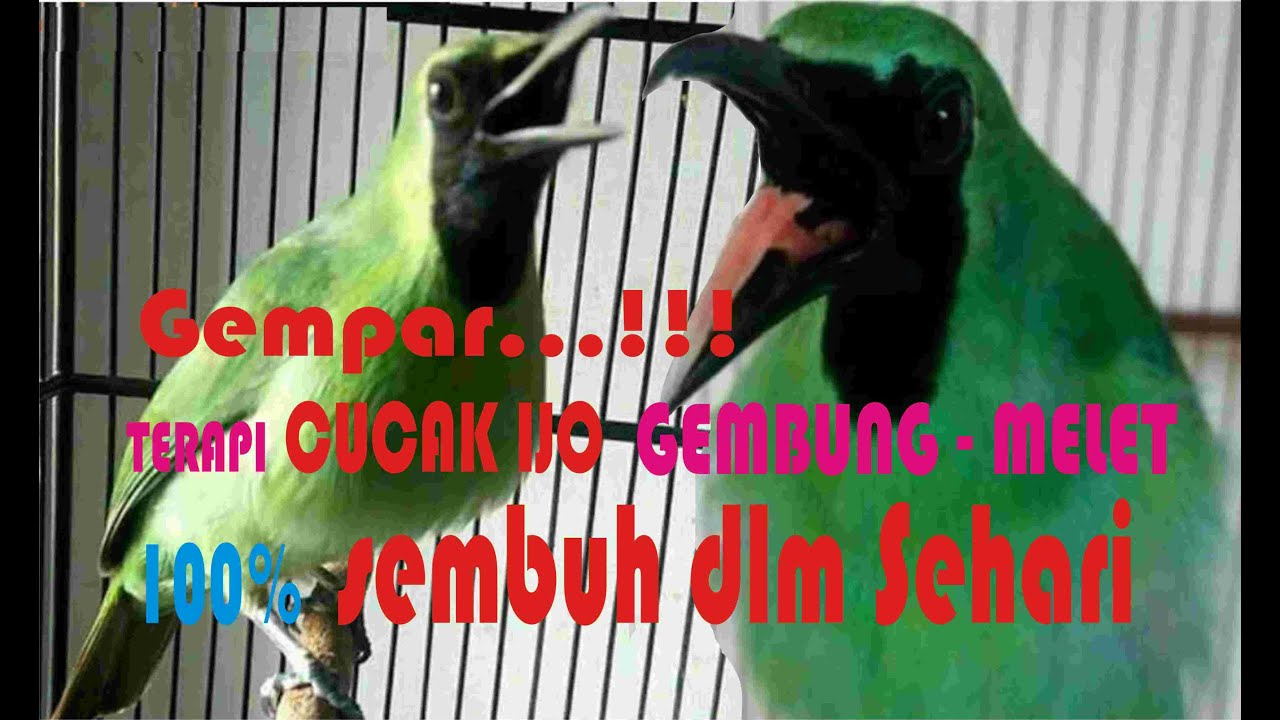 TERAPI CUCAK IJO GEMBUNG-MELET 100% sembuh dalam 1 hari