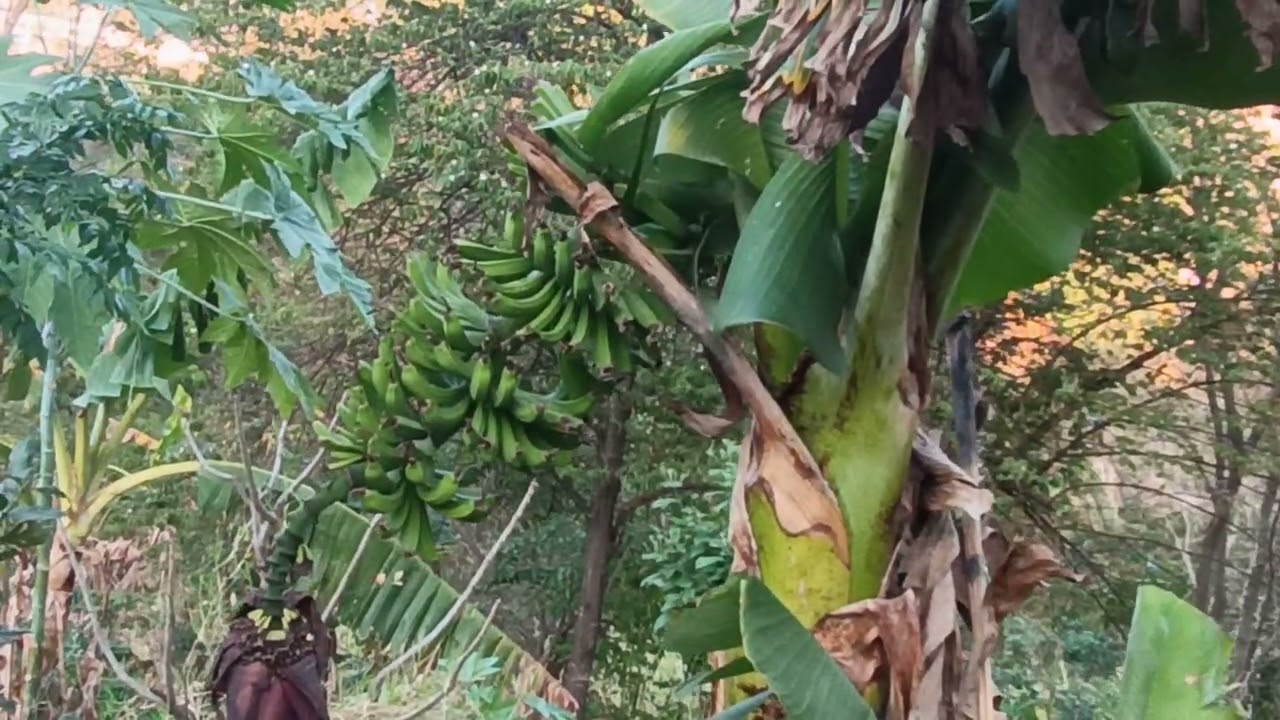 Parra de uva vitis,y tendremos varios racimos de plátano enano 
