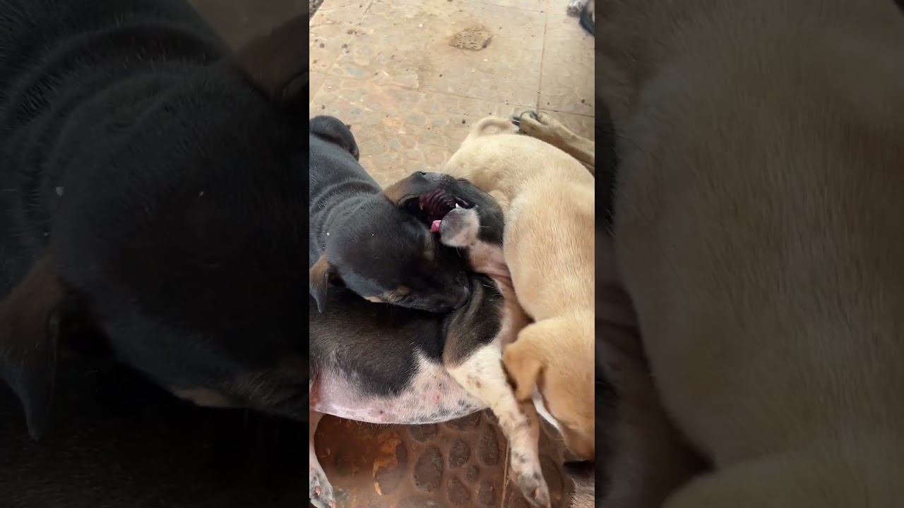 She bite the ear.