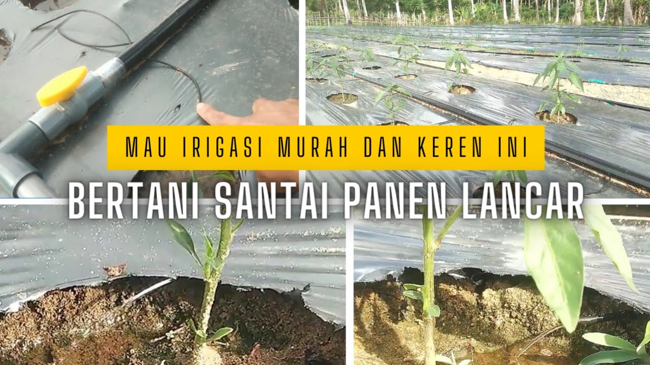 IRIGASI DRIP MURAH MAKSIMAL