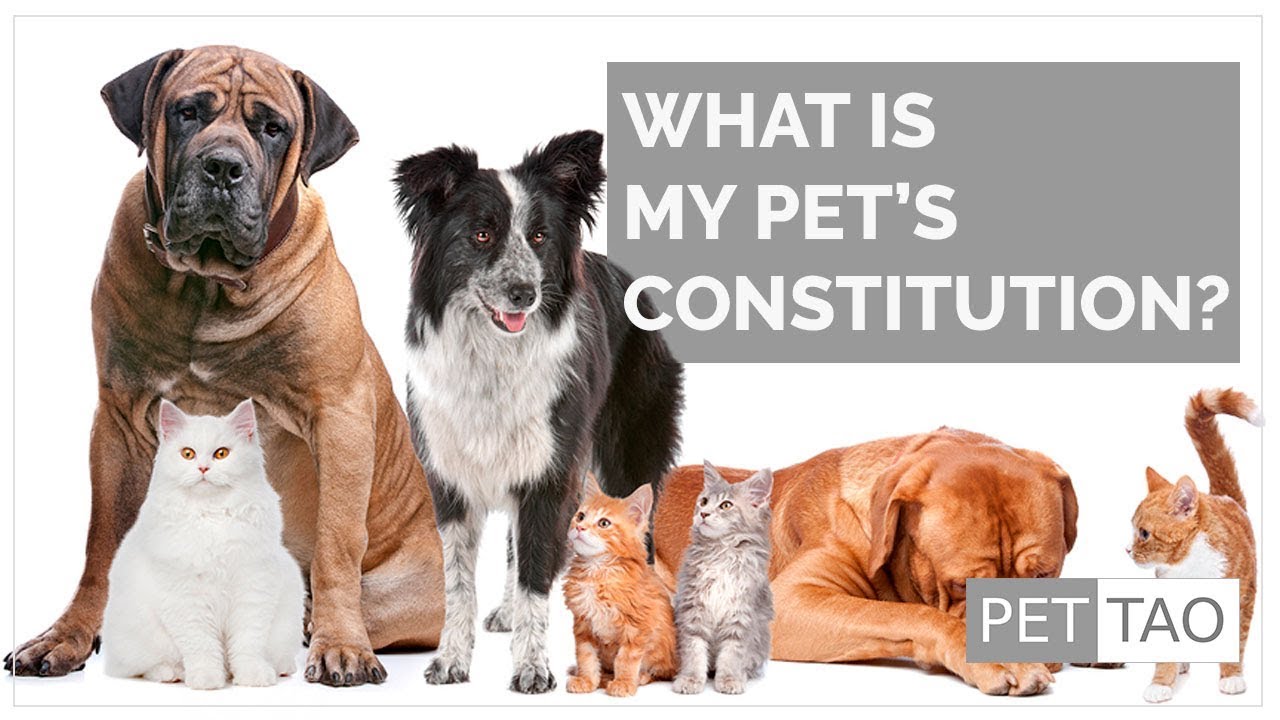 TCVM Food Therapy: Discover Your Pet's Constitution with PET | TAO's Dr. Marc Smith