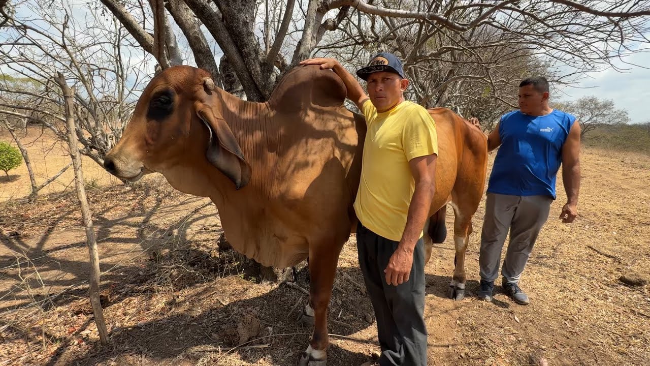 Miren el tamaño de este toro indubrasil manzano 