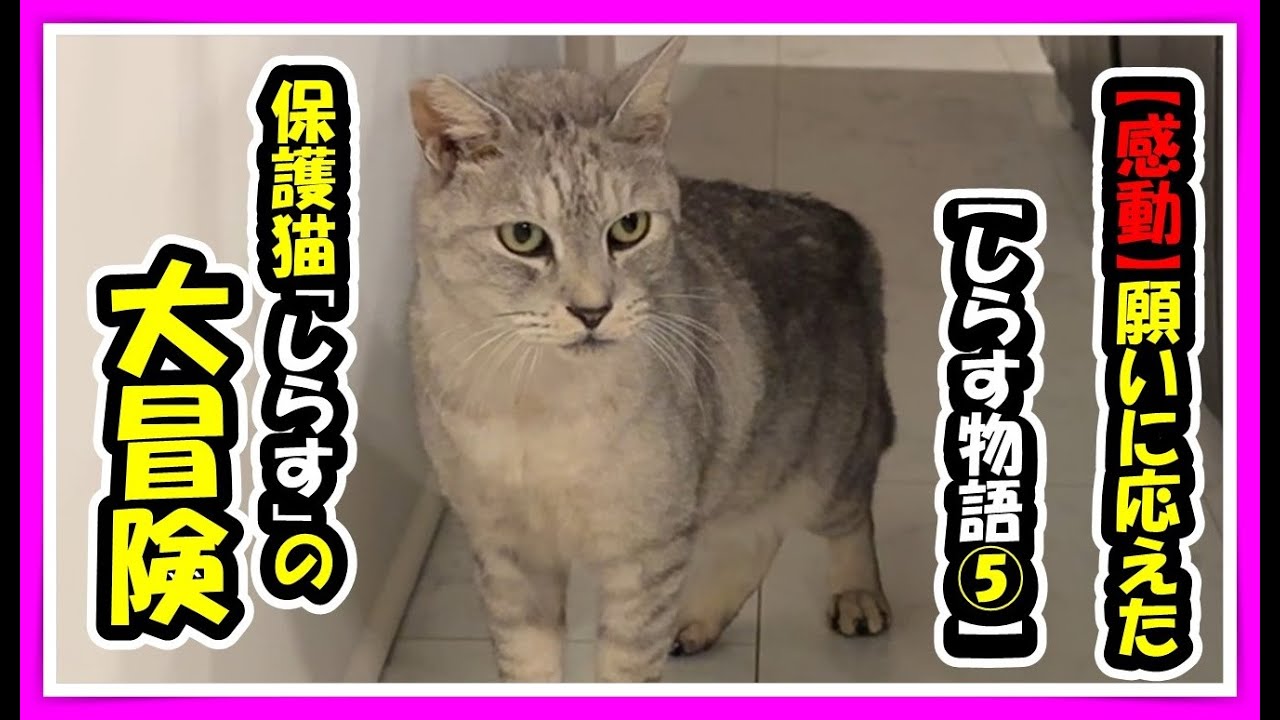 【感動】怖い思いを沢山してきた、臆病な保護猫が一歩を踏み出した。私たちの想いに応えてくれ、家猫😺社会の仲間になるため勇気を出しての大冒険。ゆっくり一歩づつ進んでいく　頑張れ「しらす」　#猫　#cat