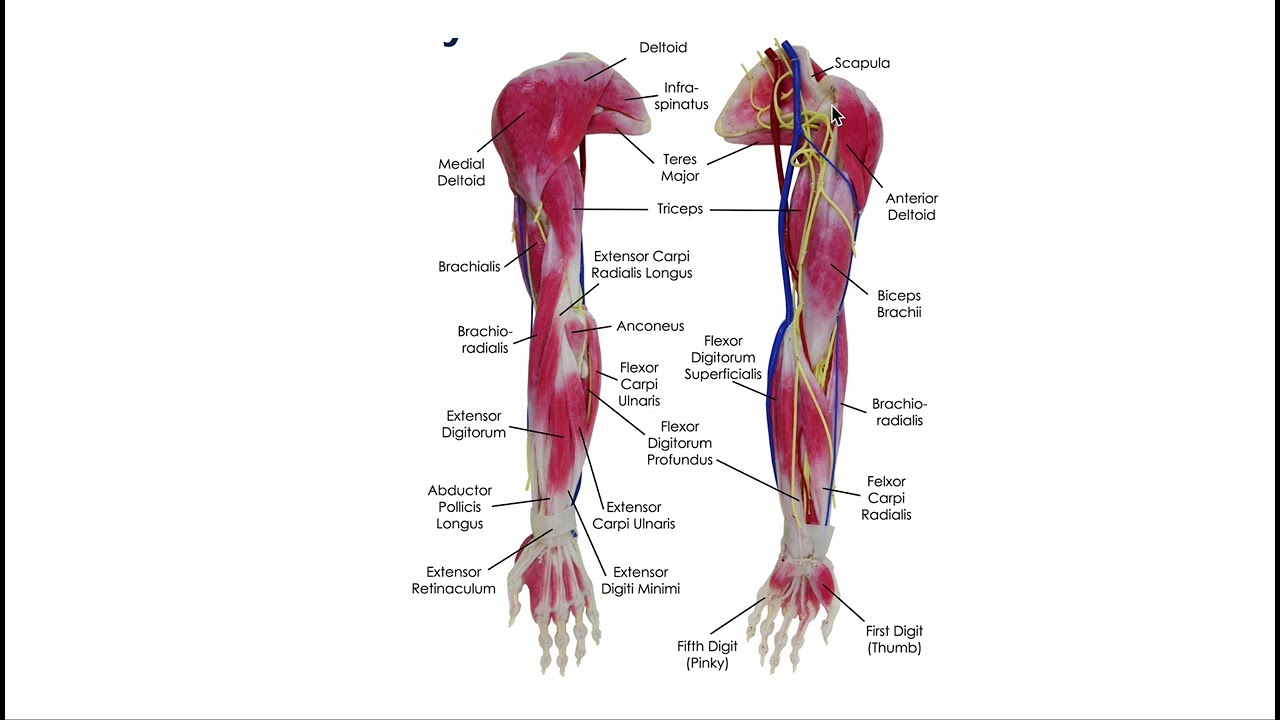 Arm anatomy