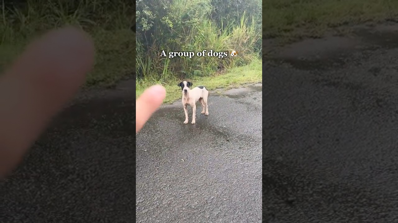 More animals I&rsquo;ve found while exploring abandoned places 🐶