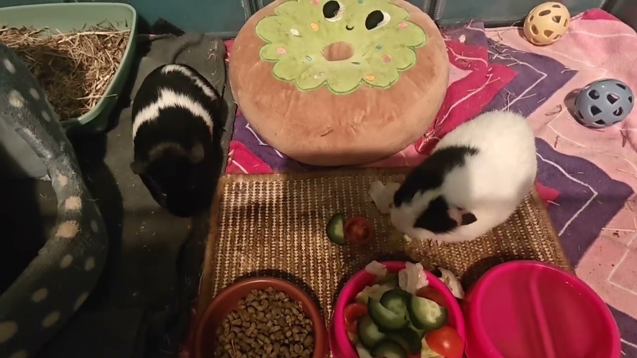 time for our yummy salad 🥗😋😋 7.1.2026 (guinea pigs)