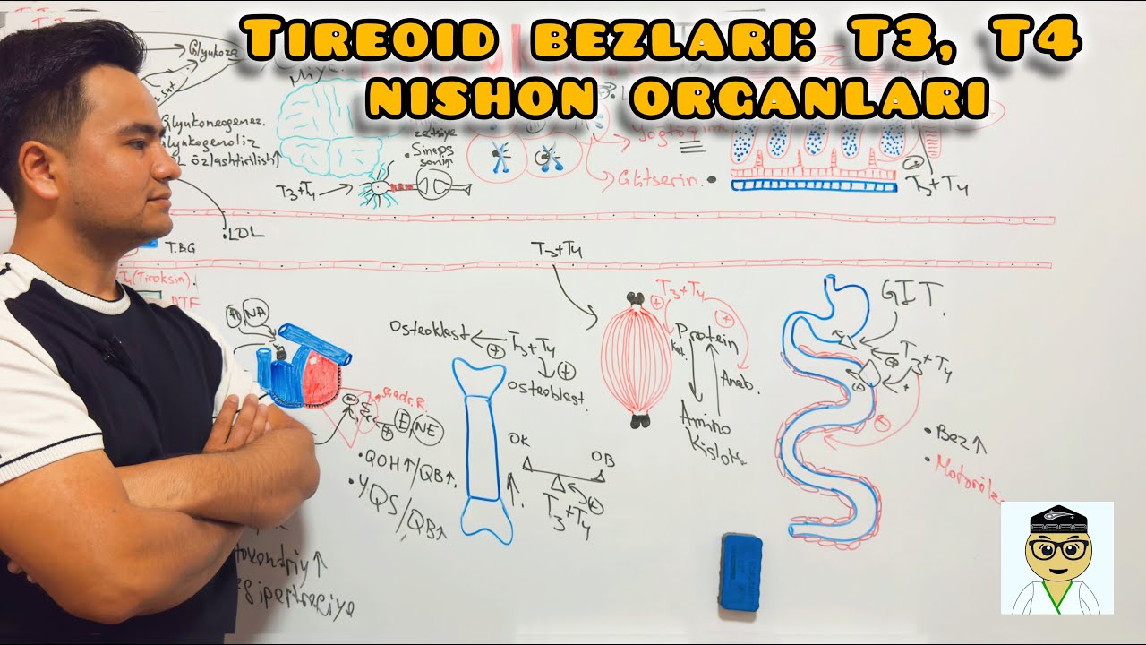 Endokrinologiya  |  Tireoid bezlari: T3, T4 nishon organlari