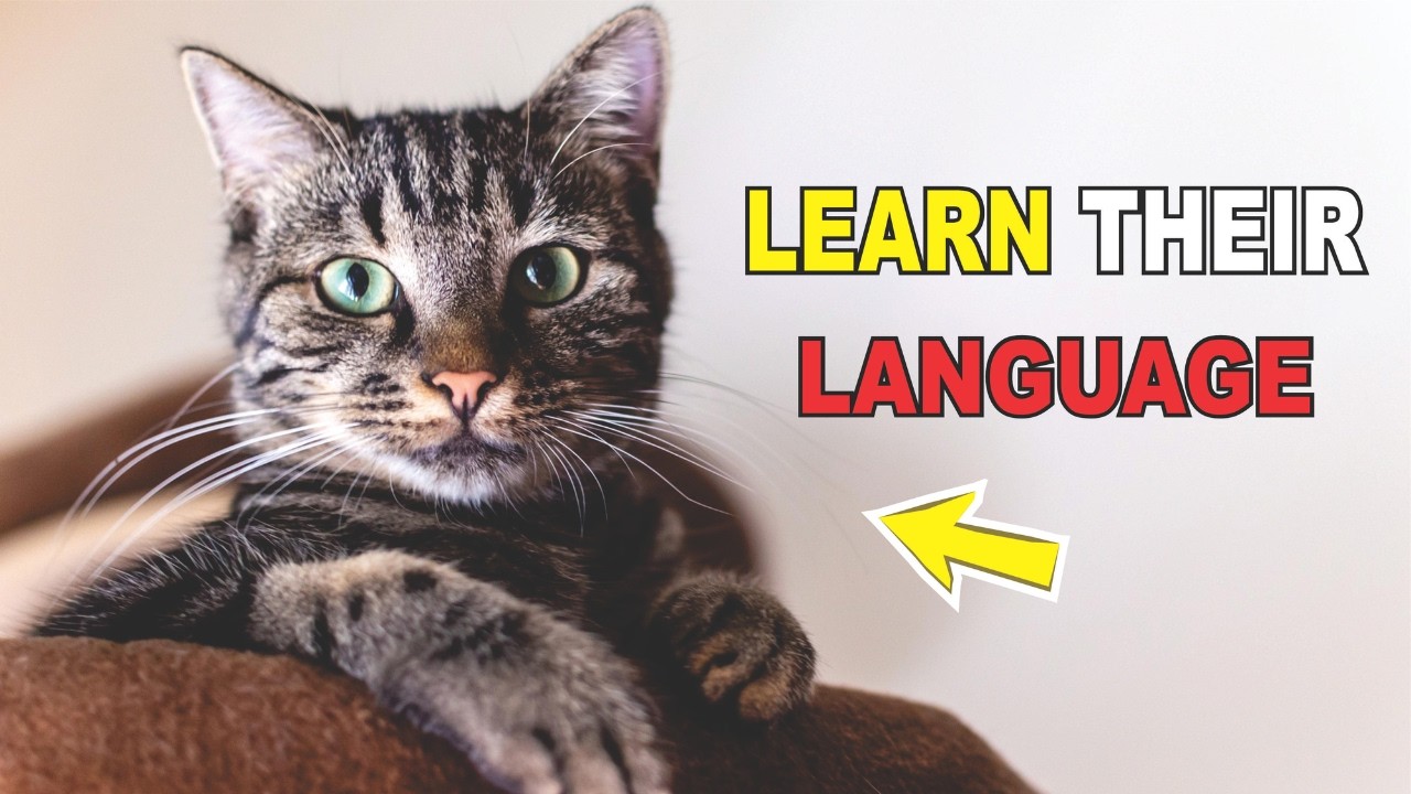 «Ваша кошка не далеко, вы просто не говорите на её языке».