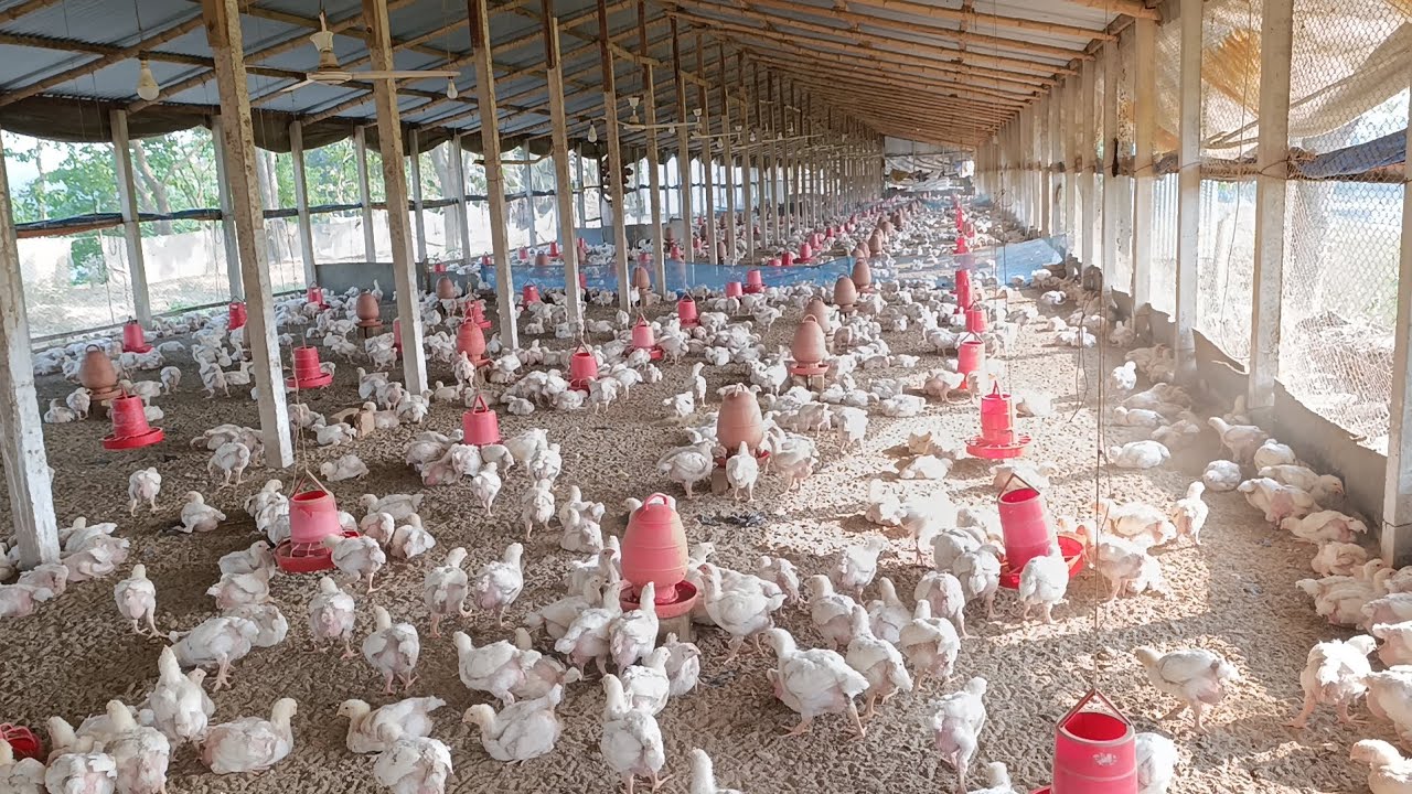 ২৩ দিনের ব্রয়লার মুরগীর বাচ্চা 