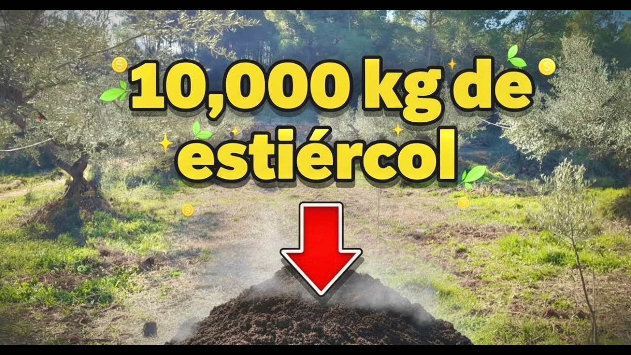 TRANSFORMAMOS LA FINCA: 10.000 kg de estiércol para mejorar la producción nuestros olivos 🌱🚜