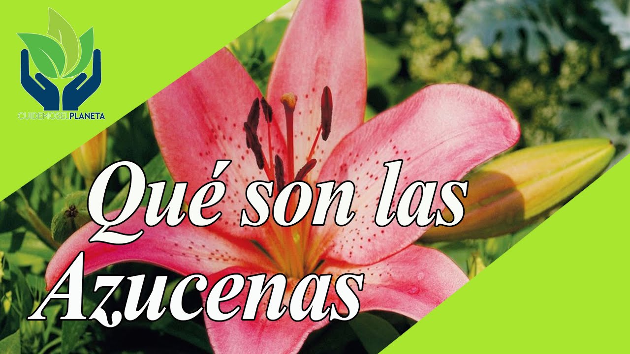 Azucenas: tipos, caracter&iacute;sticas, im&aacute;genes, h&aacute;bitad