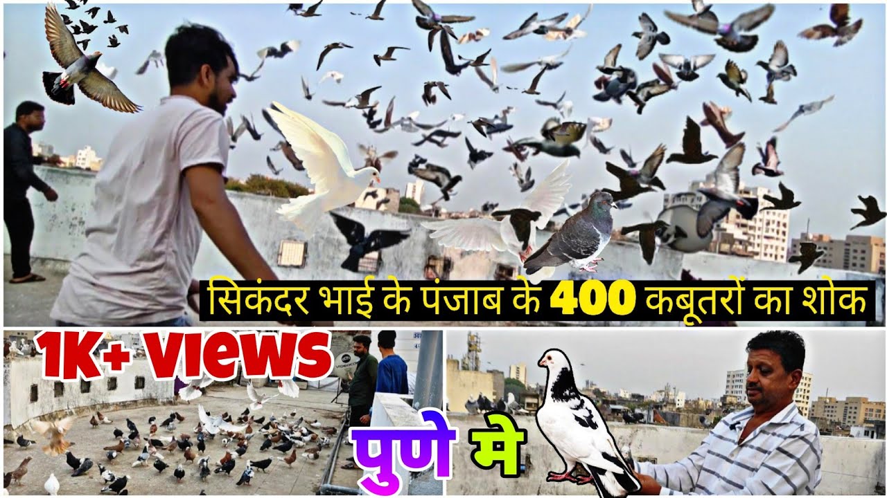 सिकंदर भाई के पंजाब के 400 कबूतरों का शोक पुणे मे 💥| कबूतर मार्केट पुणे | Pune Kabutar Bazi #pigeon