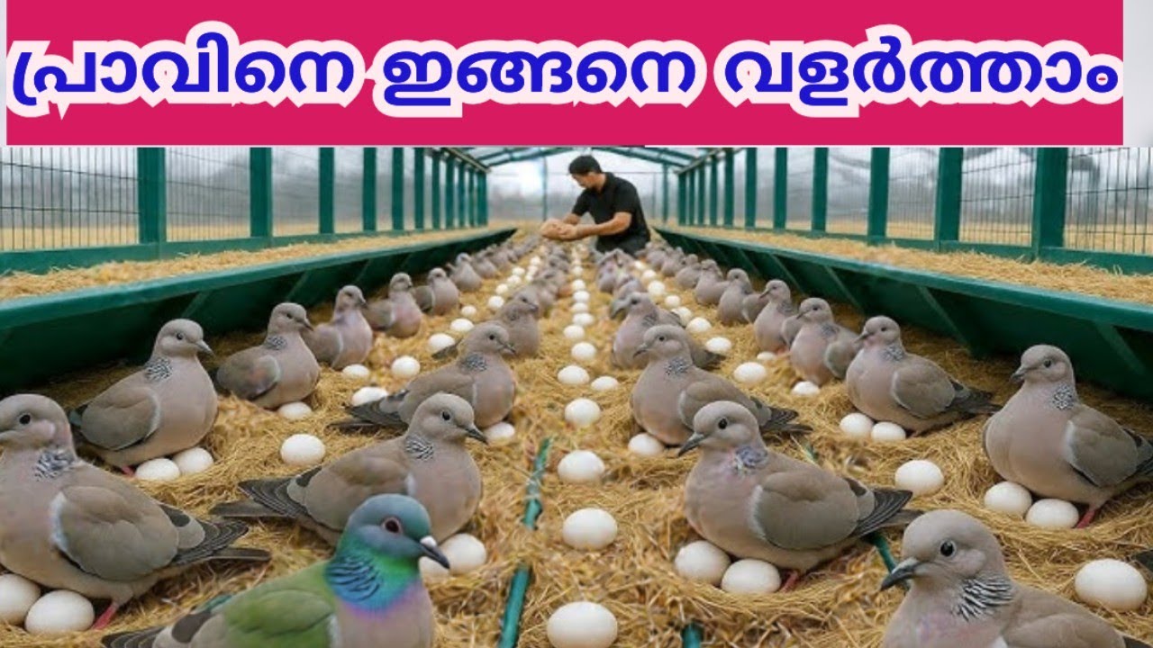 ഇറച്ചിക്കായ് ലക്ഷക്കണക്കിന് പ്രാവുകളെ വളർത്തികോടികൾ വരുമാനം/Millions of  Pigeons Farming Malayalam