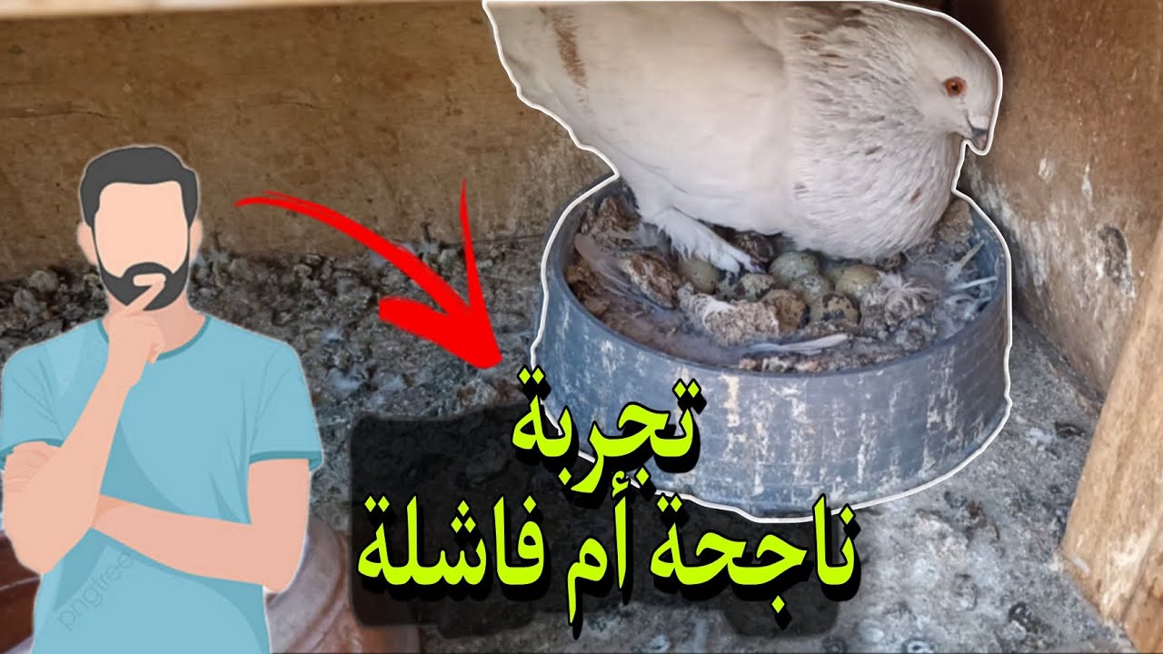 تجربة |  تفقيص بيض سمان تحت حمام زاجل . . بعد عام من محاولة نجحت أم فشلت تجربة ؟!