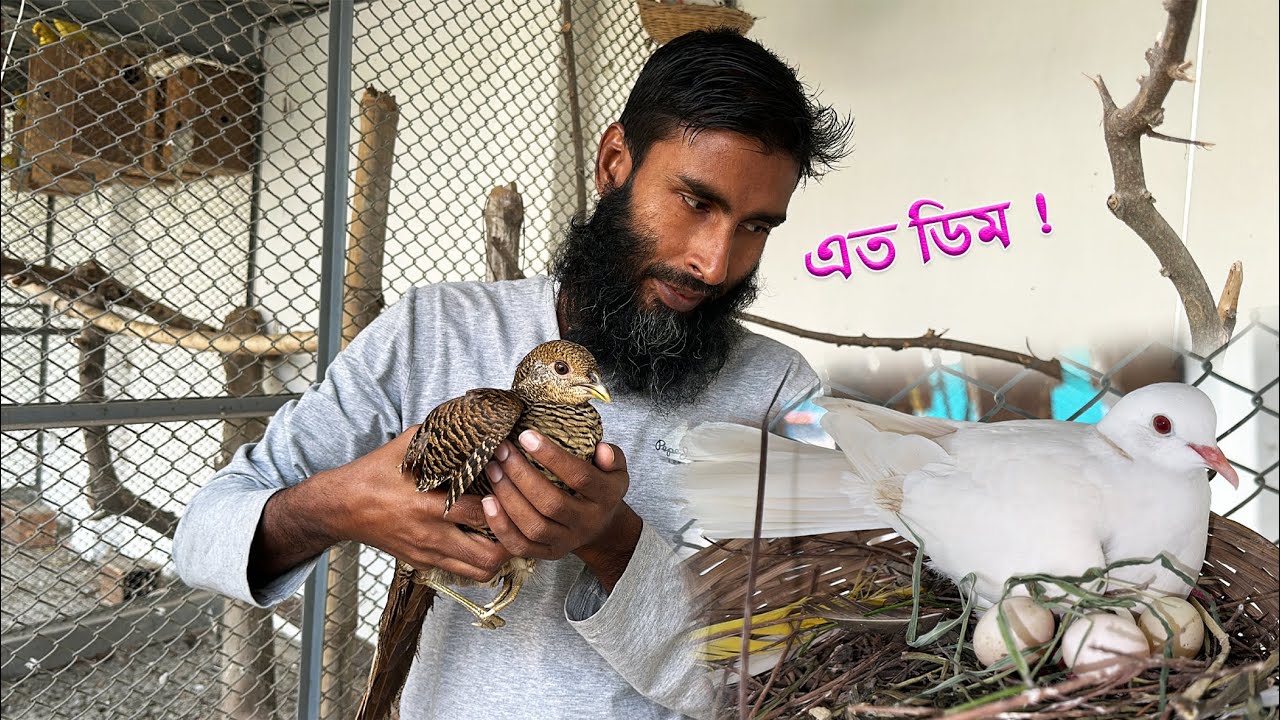 ঘুঘু পাখির বাসায়  এত ডিম || Bird's Canvas