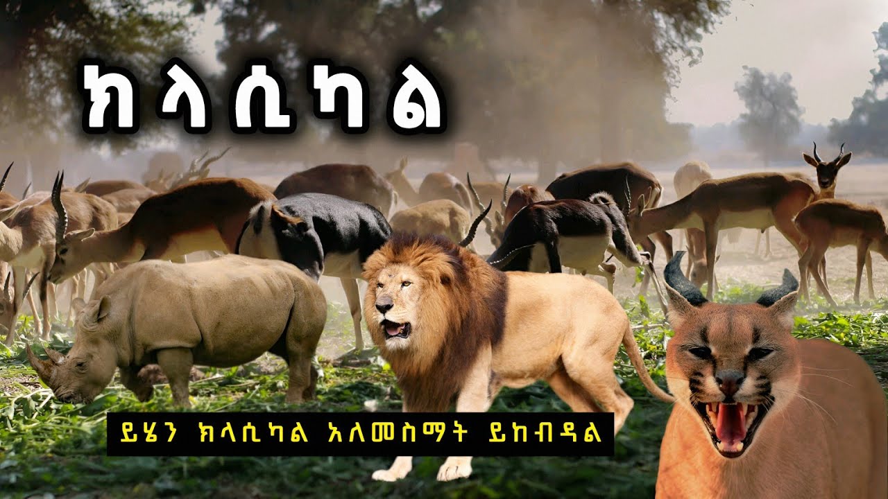 የአመቱ ምርጥና መሳጭ የክላሲካል ሙዚቃ ስብስቦች | Best Instrumental Non Stop Collection Classical Music