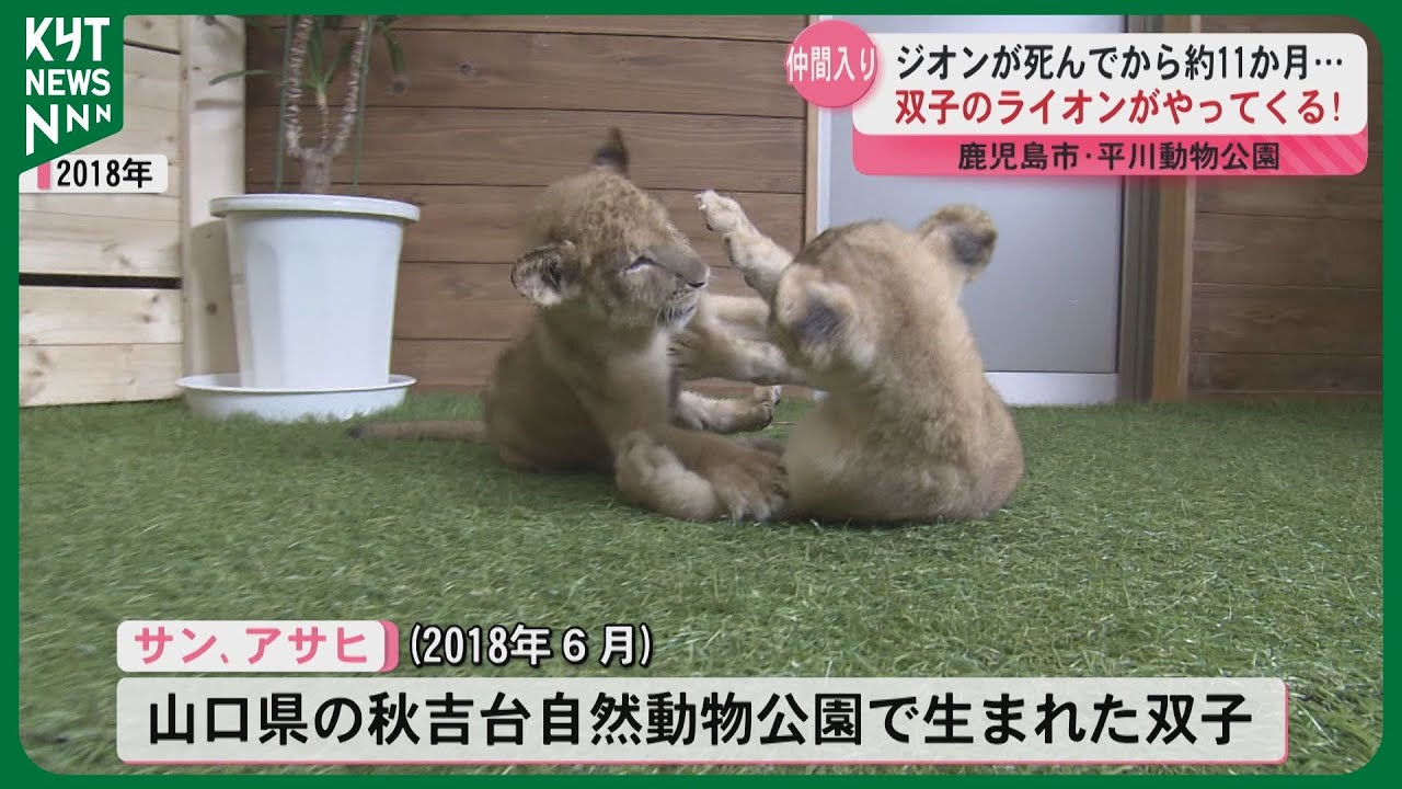 双子ライオンが平川動物公園に！今月17日に仲間入り