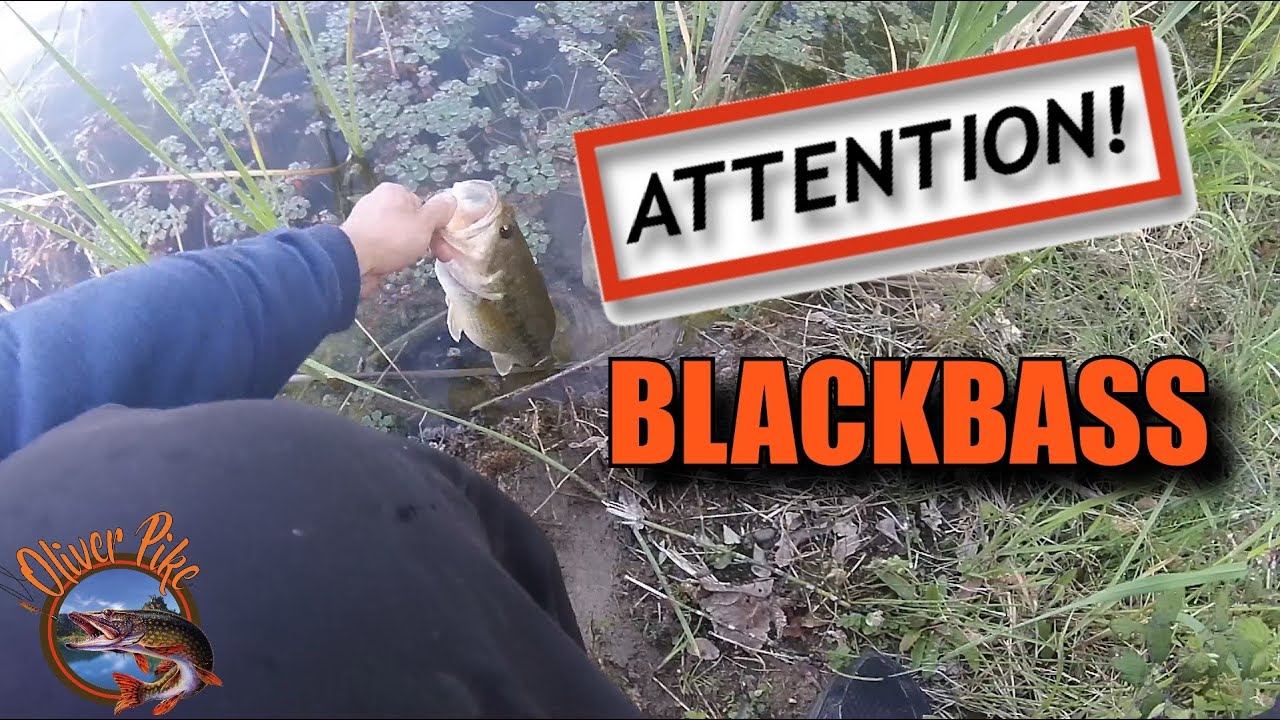 BLACK BASS AU WACKY, une méthode qui fonctionne !