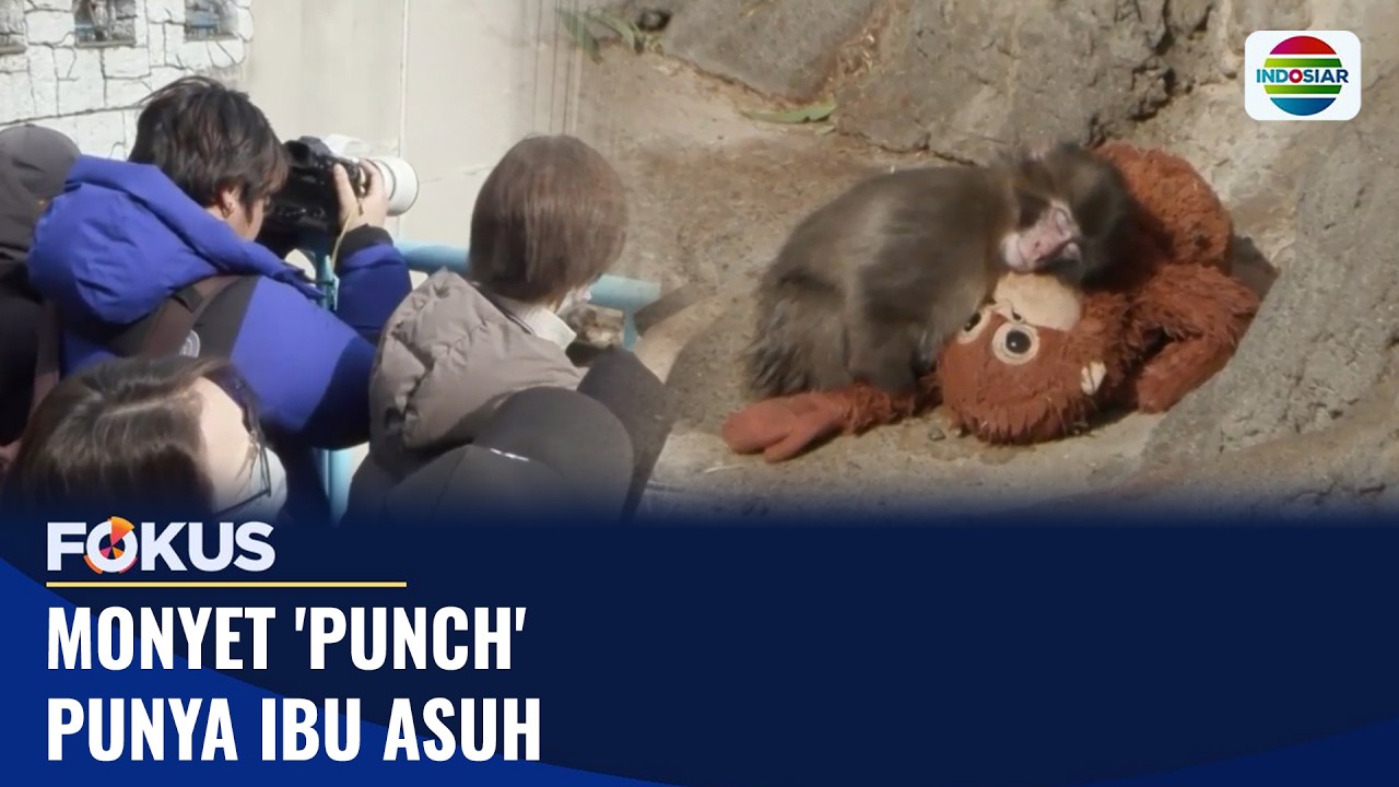 Monyet 'Punch' Punya Ibu Asuh | Fokus