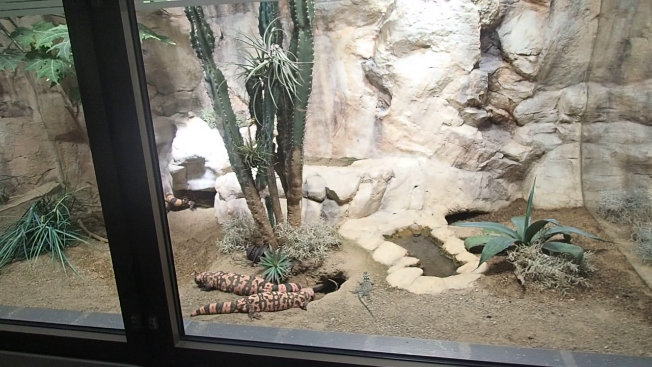 85 Part 2 Sceloporus serrifer cyanogenys Heloderma suspectum Gila monster Gila Krustenechse Aquarium
