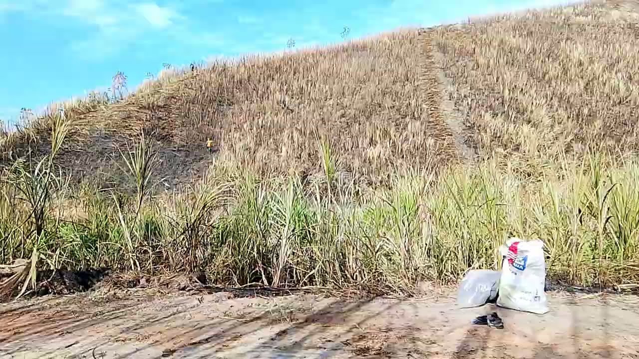 Corte de cana na fazenda quebra 