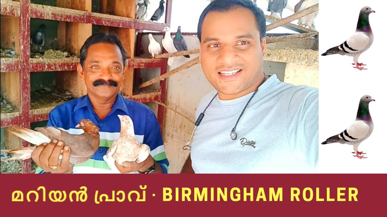 മറിയന്‍ പ്രാവ് | Birmingham Roller Pigeons | Jayan Fort Kochi |