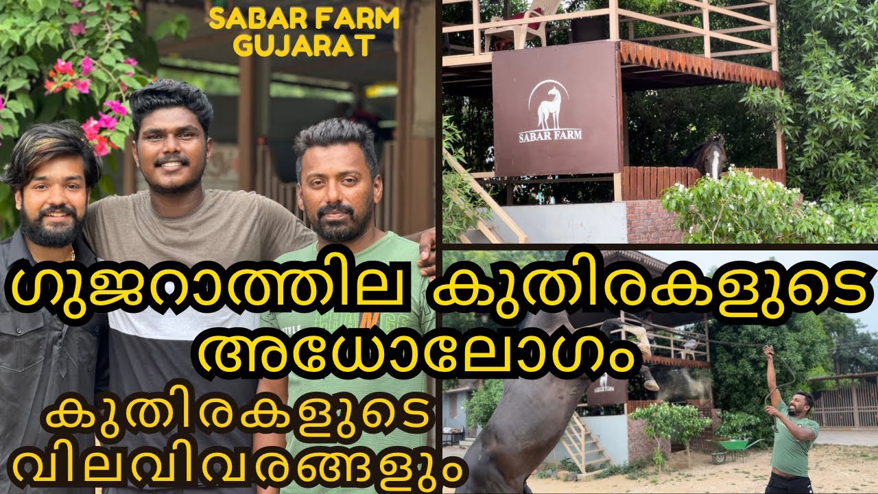 ഗുജറാത്തിലെ കുതിരകളുടെ അധോലോകം|sabar farm|horse farm in gujrat