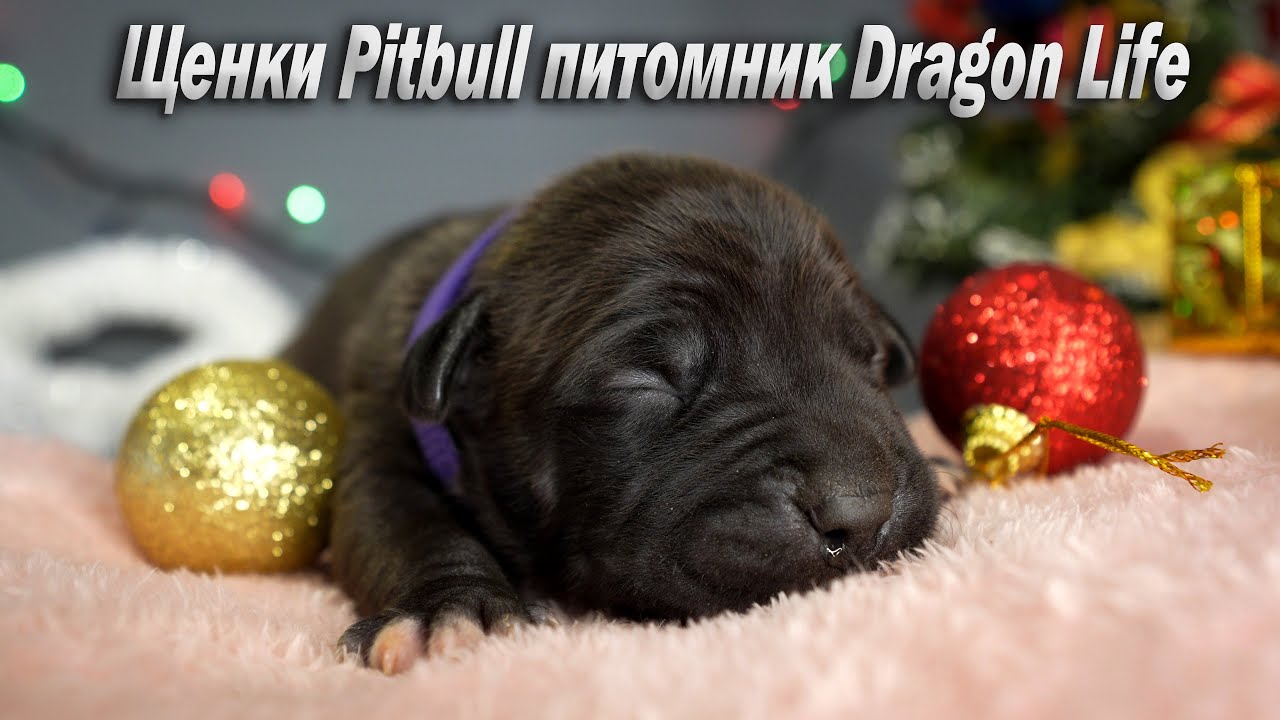 ЩЕНКИ АМЕРИКАНСКОГО ПИТБУЛЬТЕРЬЕРА ПИТОМНИК DRAGON LIFE / Бронь открыта !!! От пары Муса vs Багира.