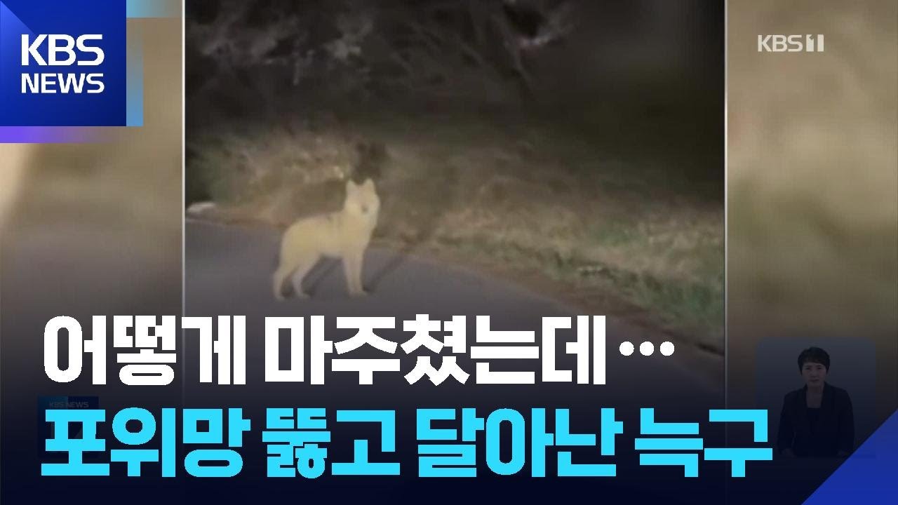&lsquo;탈출 늑대&rsquo; 늑구 다시 달아나&hellip;포획 작전 진행 중 / KBS  2026.04.14.