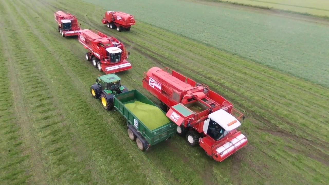 Pea harvest in Perthshire summer 2017 PMC harvesters Pea Viners