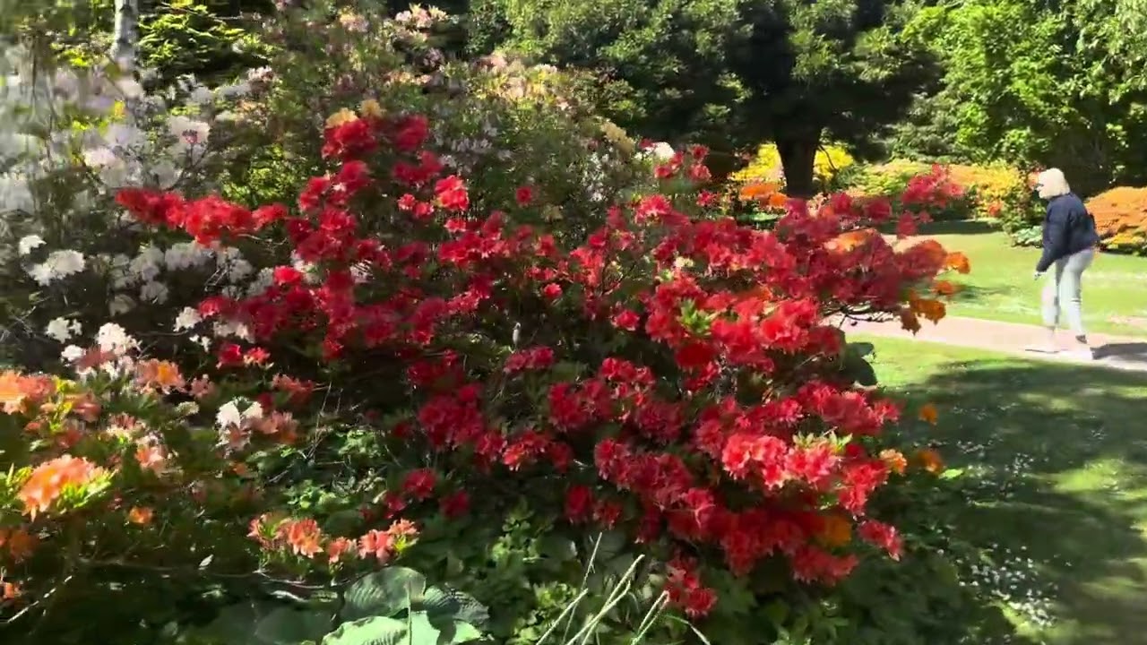 Hazlehead Park Aberdeen Looking Absolutely Stunning May 2025