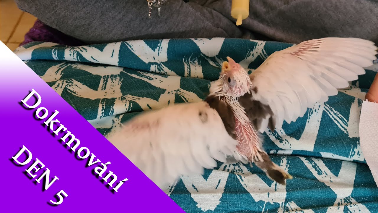 Dokrmování DEN 5 - dvě kamery │KorelyEu