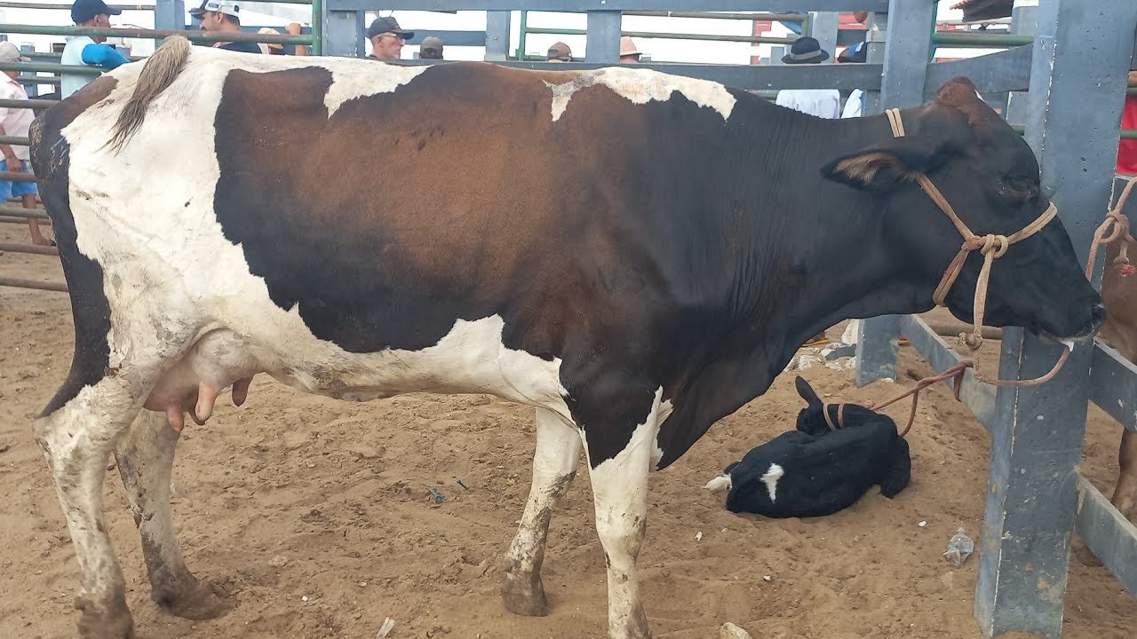 Feira de gado em Craibas Alagoas 10/01/26#nordeste