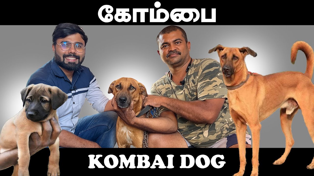 Kombai Dog தமிழ்நாட்டின் பெருமைக்கு உரிய கோம்பை நாய் Native Dog Breed | Coimbatore
