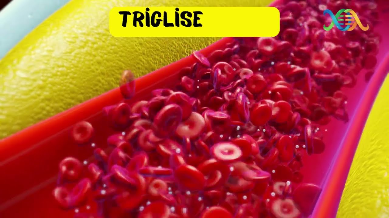 TYT-LİPİTLER