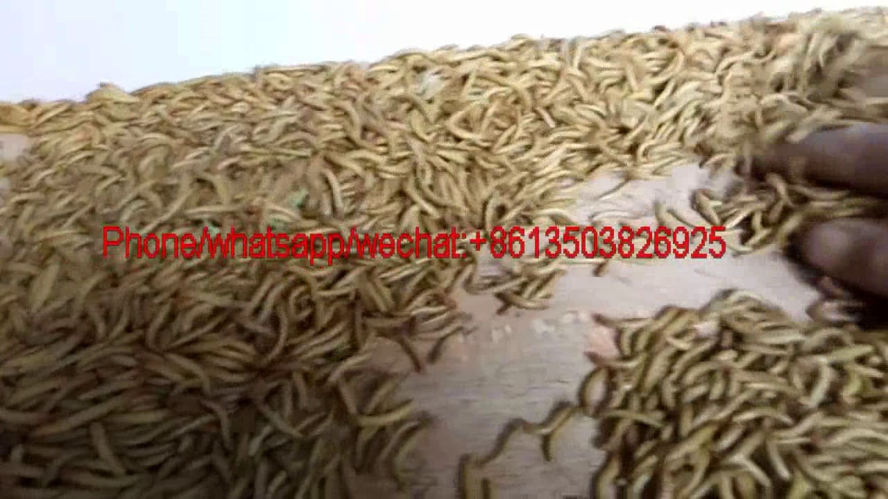 The pupa and adult Tenebrio molitor selecting machine Mealworm Beetle sorting machine