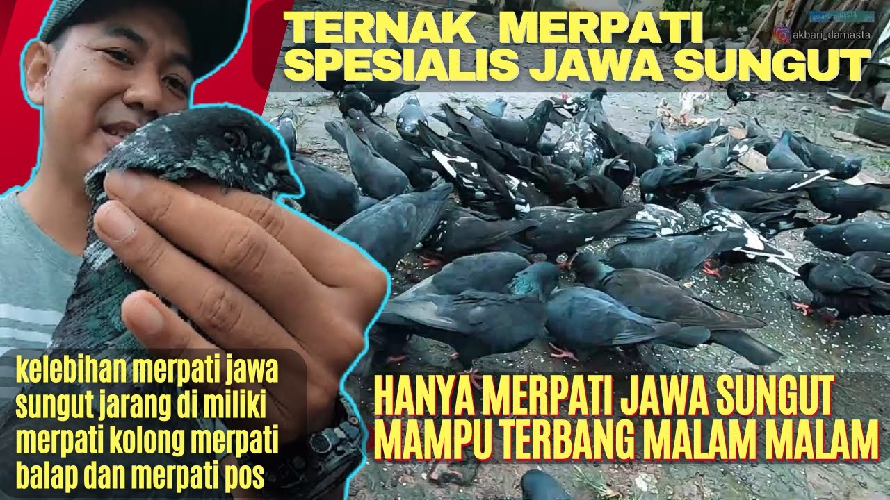 Grebeg Peternak Spesialis Merpati Jawa Sungut Terbesar Se Indonesia ada di Purbalingga