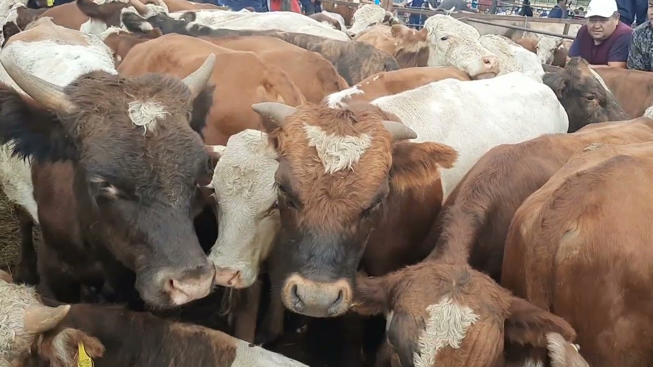 Бұқалардың бағасы Алматы Бәйдібек би ауылы мал базар. 13 08 23