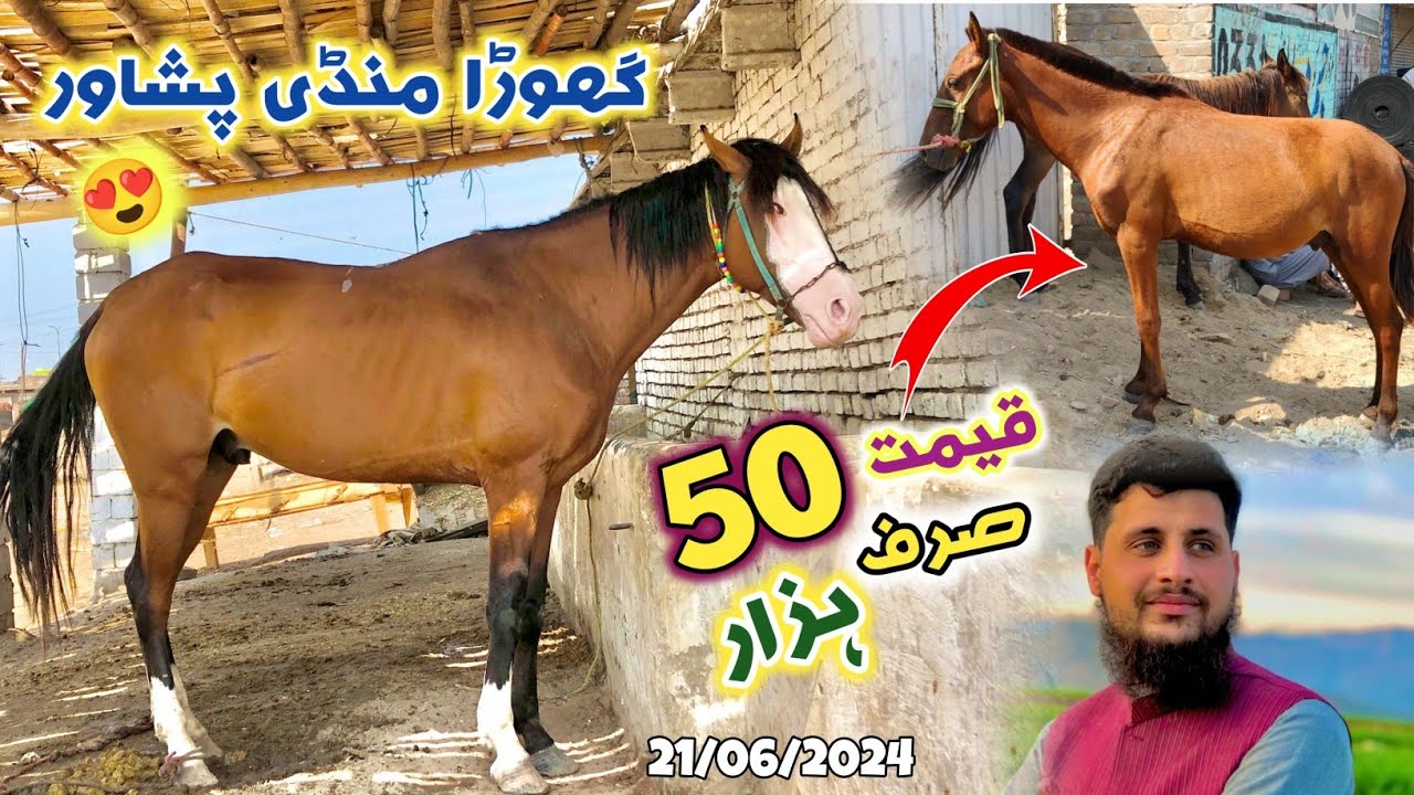 Horse Mandi Ring Road Peshawar Today Updates 21/06/2024 | 50,000 Horse Price | Izhar Ali Shah Vlogs