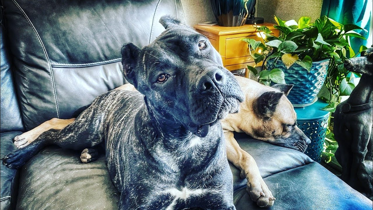 The truth about the Merle “Cane Corso”