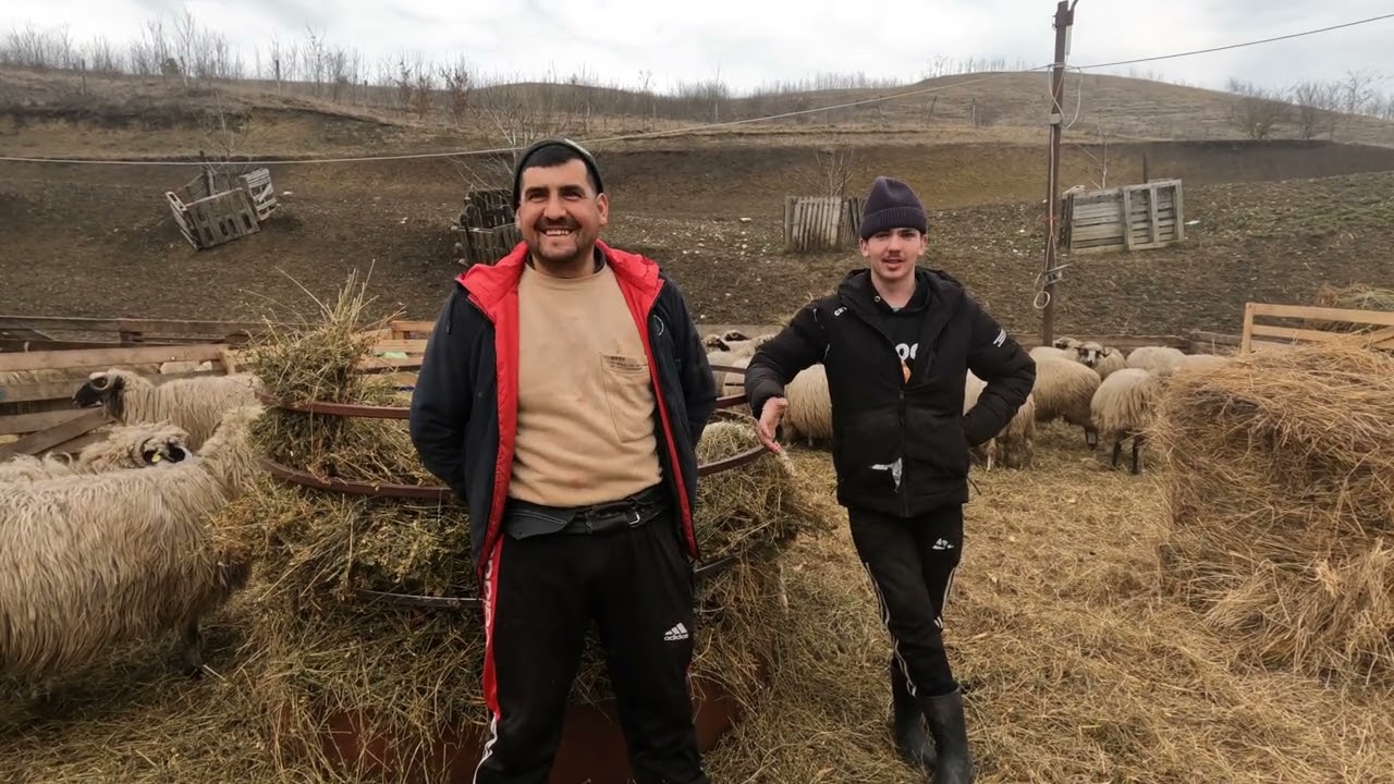 Oile și Miei Brezi  pe Saivan a DL Ghiță Gherman din Viisoara .Cluj -Păstorite de Ionel și Adrian 
