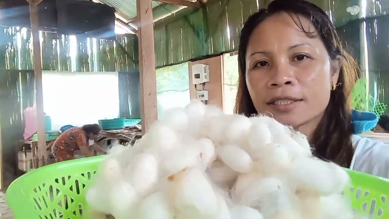 Harvesting and cleaning silkworm cocoon