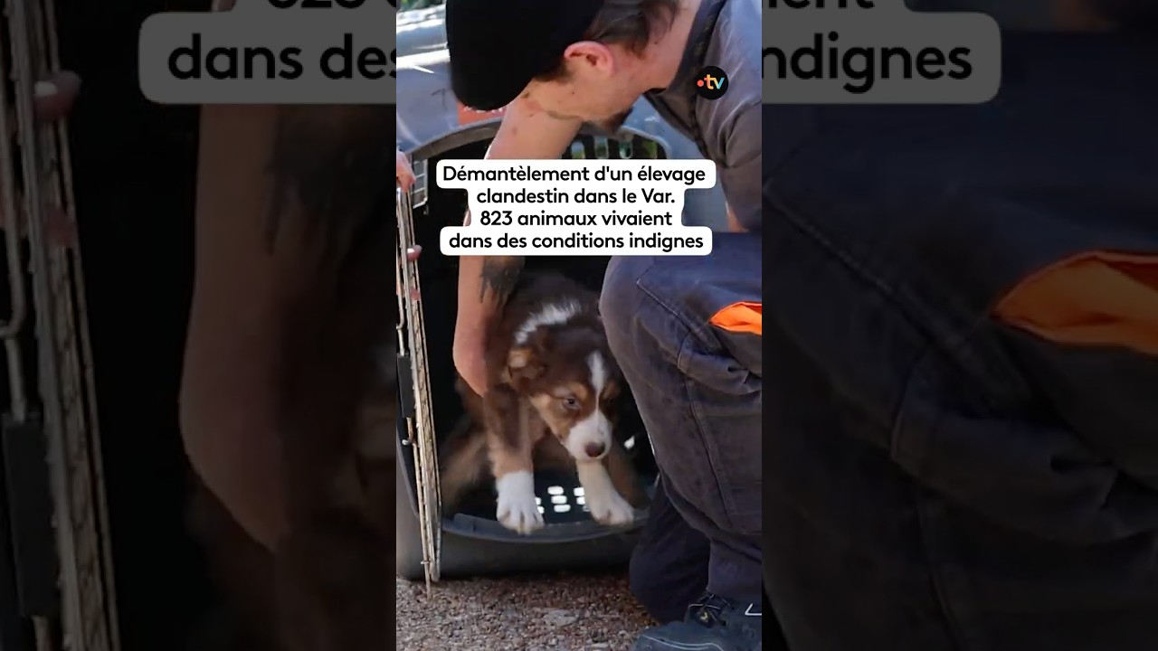 Chiens, lapins, ch&egrave;vres, cochons, oiseaux&hellip; La gendarmerie du Var d&eacute;mant&egrave;le un &eacute;levage clandestin