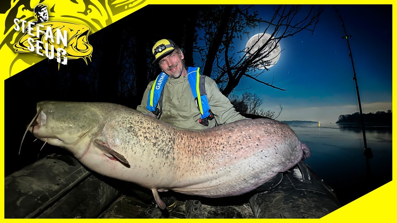 Riesige RAUBFISCHE bei VOLLMOND !? | FÄNGT man in hellen NÄCHTEN mehr WELSE ?
