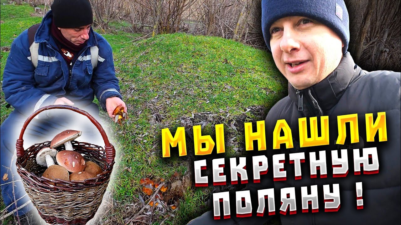 Не поверил своим глазам! Попали на место, где грибов больше, чем листьев. Влог