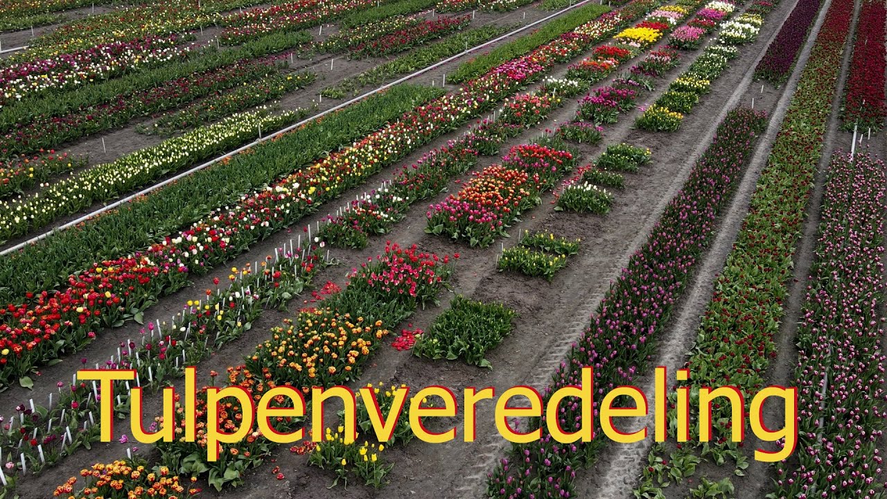 Tulpenveredeling 🇳🇱