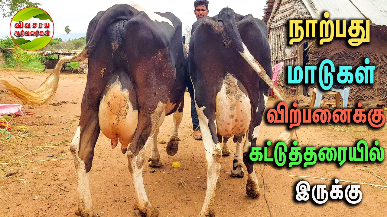 எப்போதும் கட்டுத்தரையில் நாற்பது மாடுகள்  இருக்கும்|வஞ்சி அம்மன் மாட்டு பண்ணை #vivasayaarvalargal