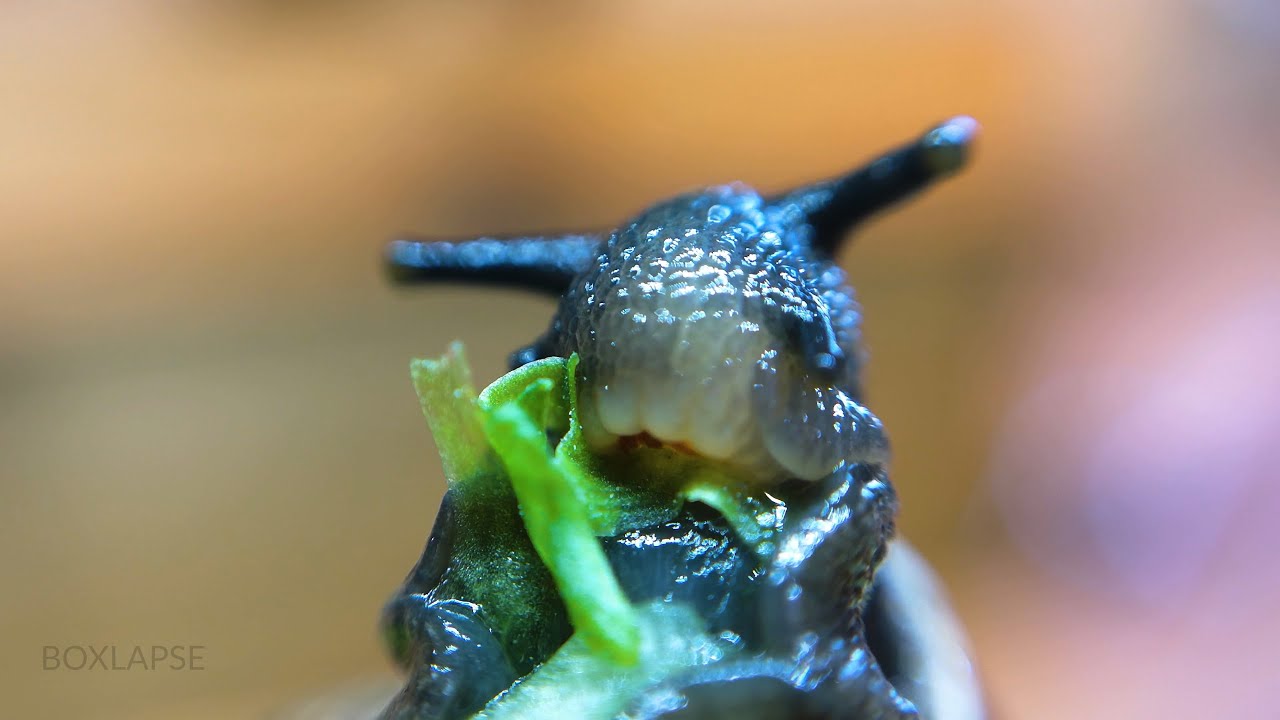 Snail Eating Lettuce MACRO