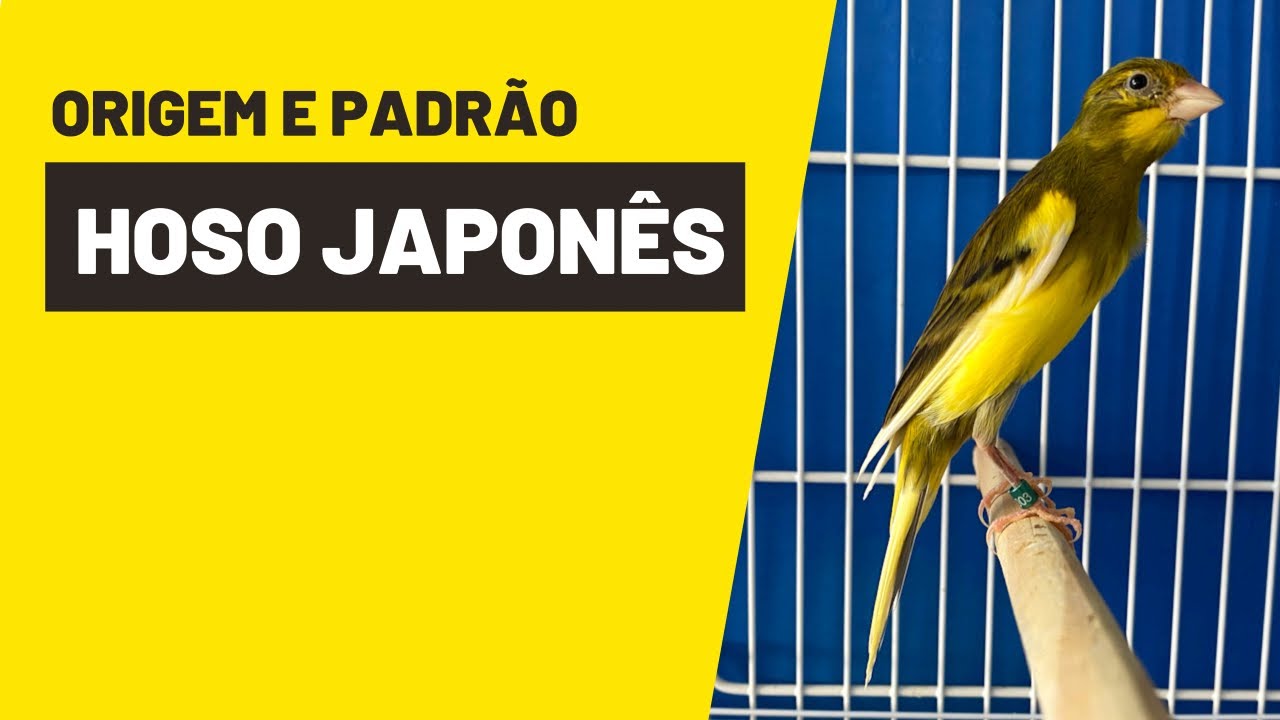 CONHEÇA A ORIGEM E PADRÃO DO CANÁRIO HOSO JAPONÊS